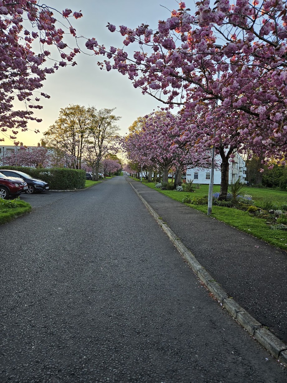 Cherry Blossom